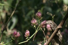 Nilgirianthus lupulinus